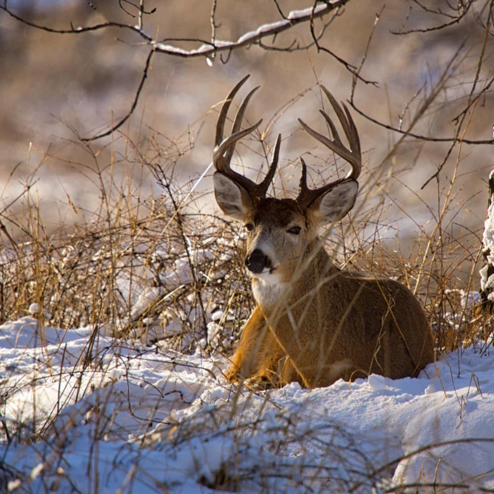 New OkaKnowledgy Event: “Our Landscape, as a Deer Sees It” with Jeff Heinlen Feb 18th