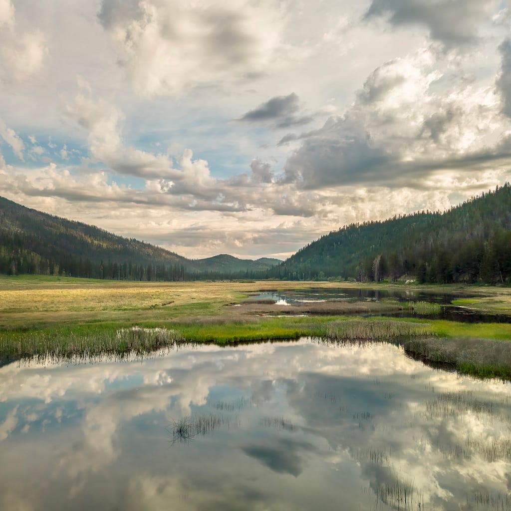 Drone Images of Bonaparte Meadow/Fen