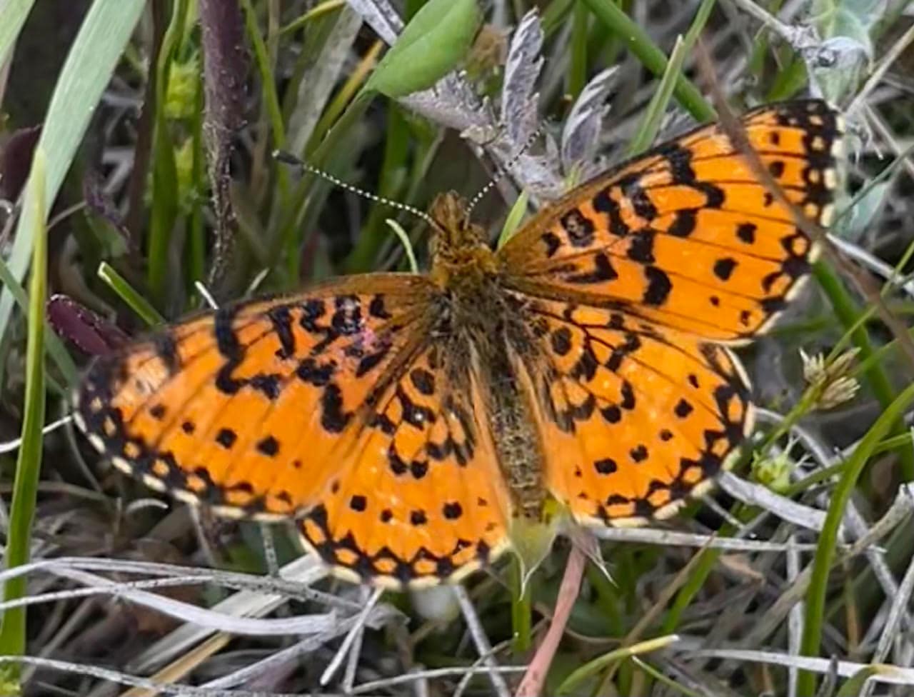 Myrina1 silver bordered frit cheryl bellin