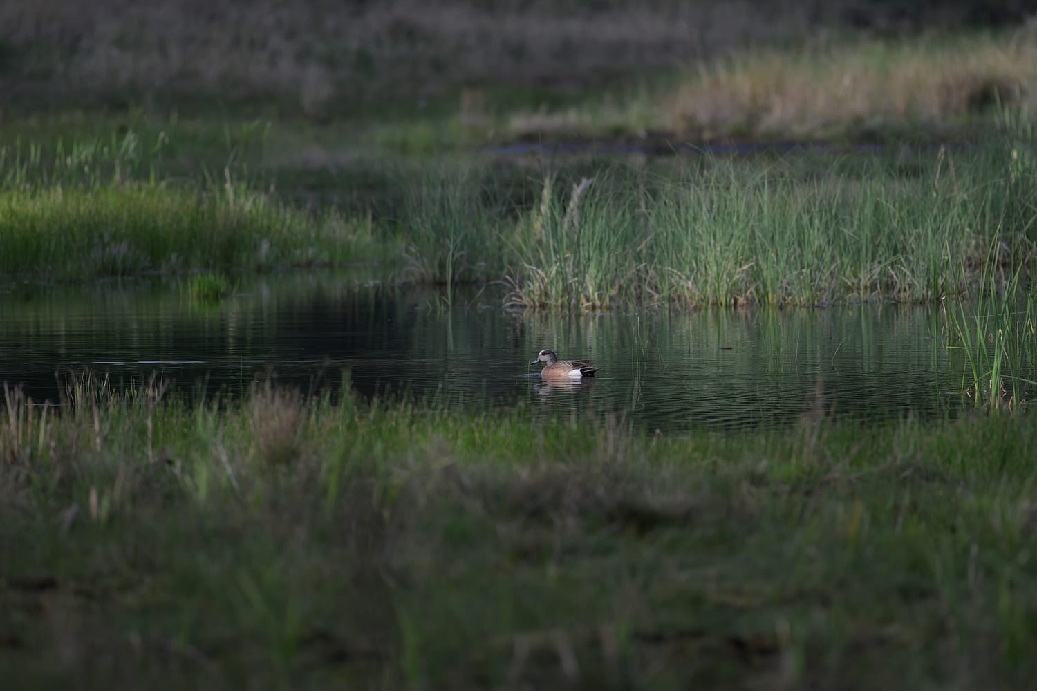 American Wigeon swimming at Bonaparte Meadows in Okanogan County, Washington