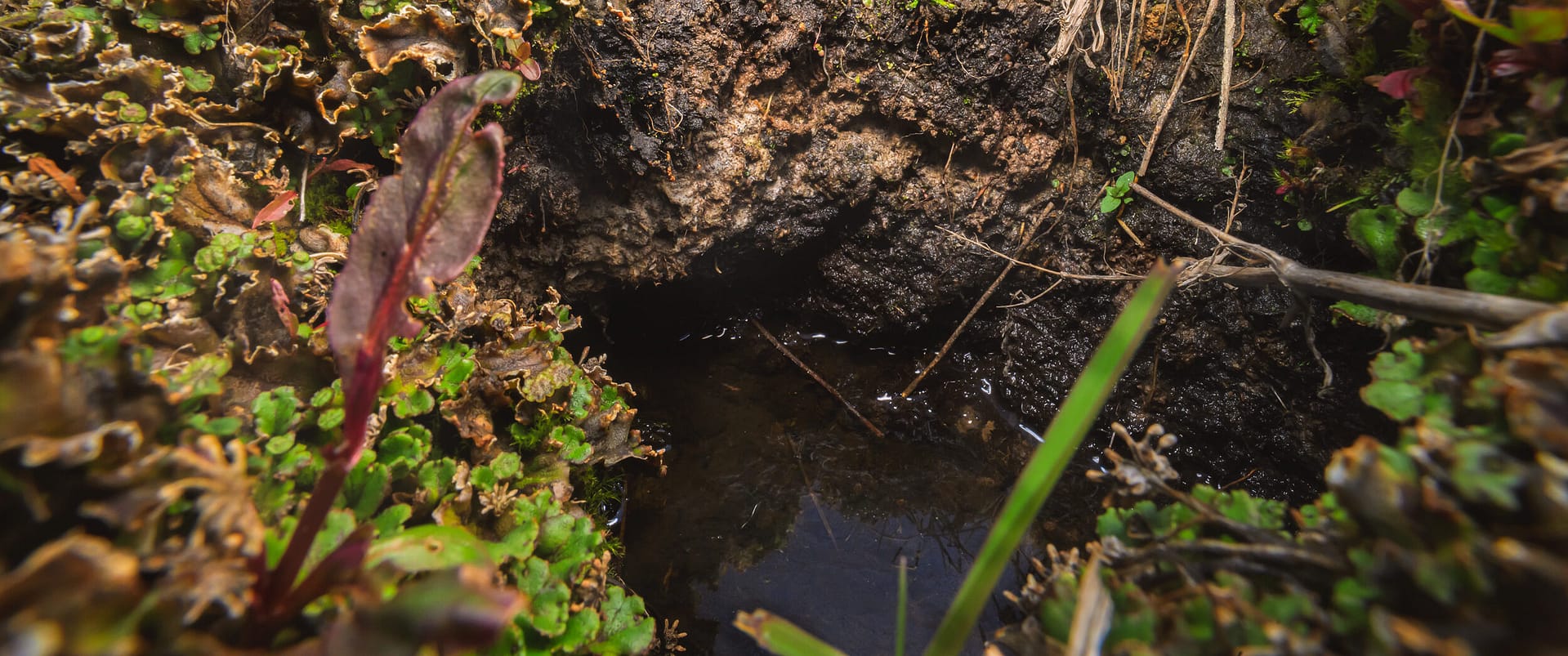 Detail of plant communities in the Bonaparte Meadows in Okanogan