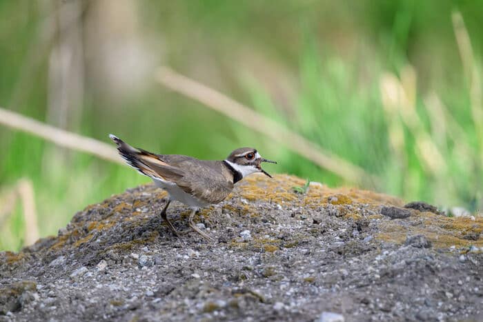Calling Killdeer