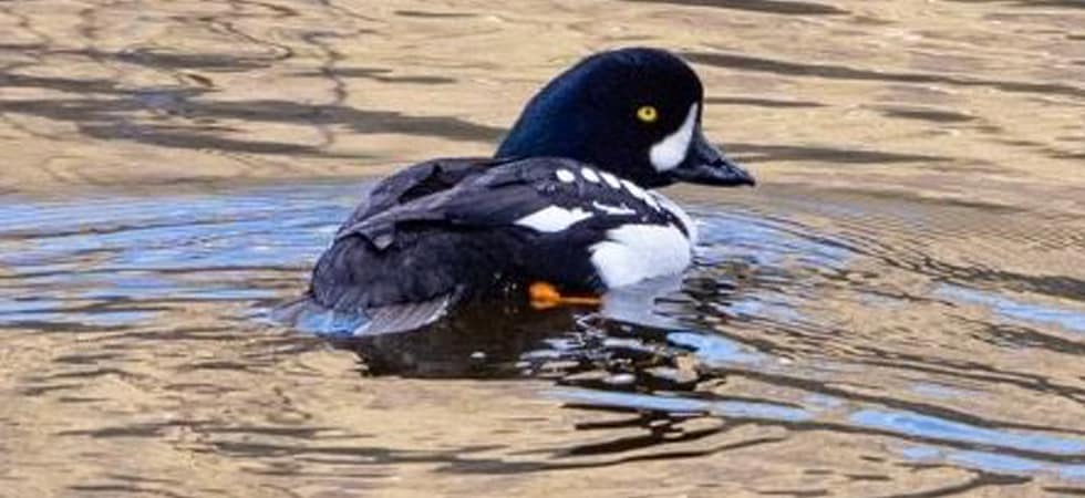 barrows-goldeneye.1 Barrows goldeneye.1
