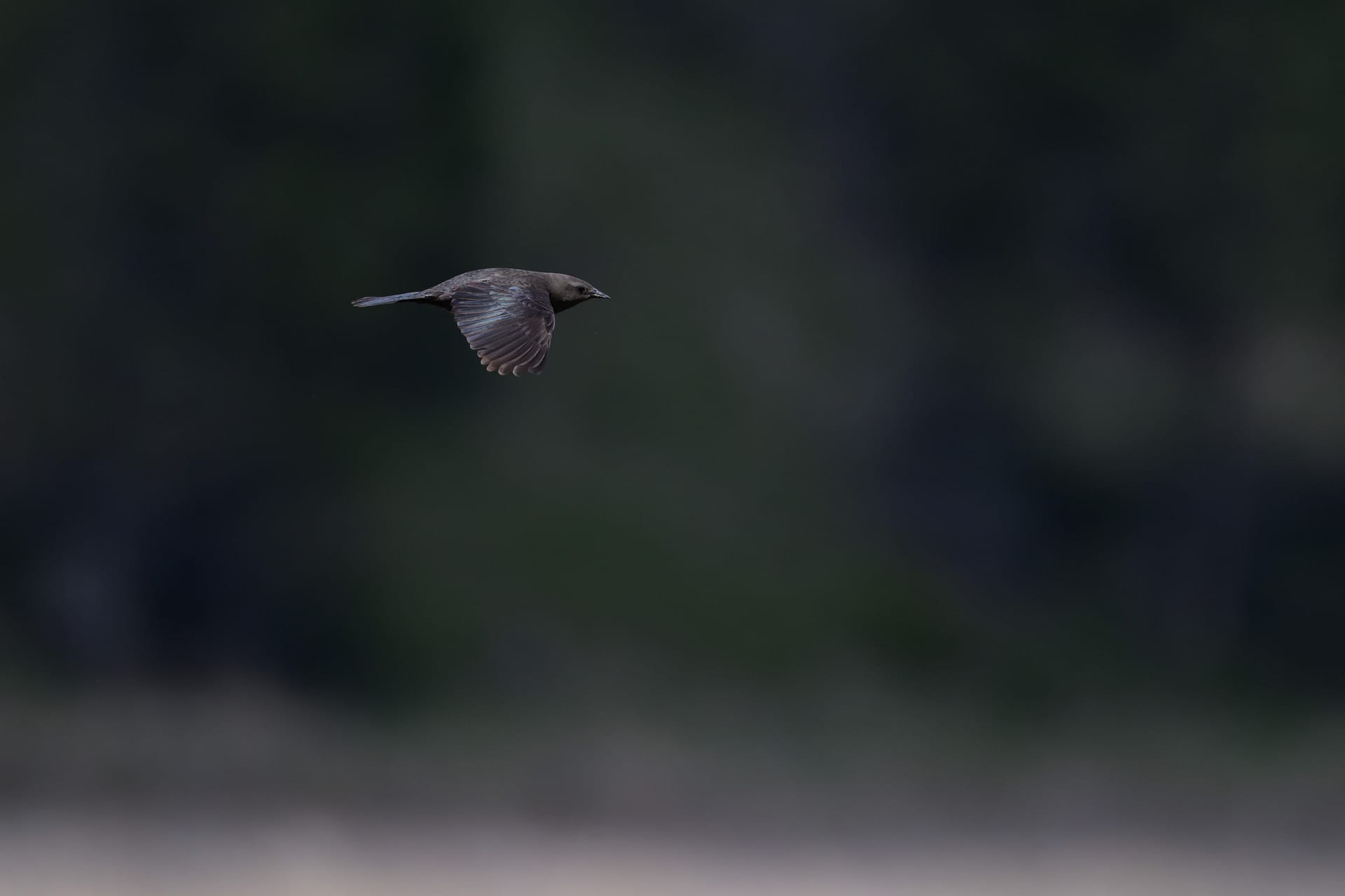 Brown-headed cowbird in flight at Bonaparte Meadows