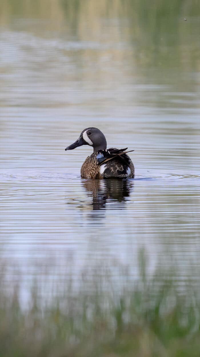Blue-winged teal at Bonaparte Meadows