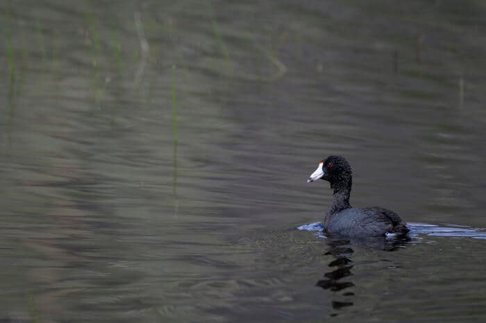 American coot at Bonaparte Meadows