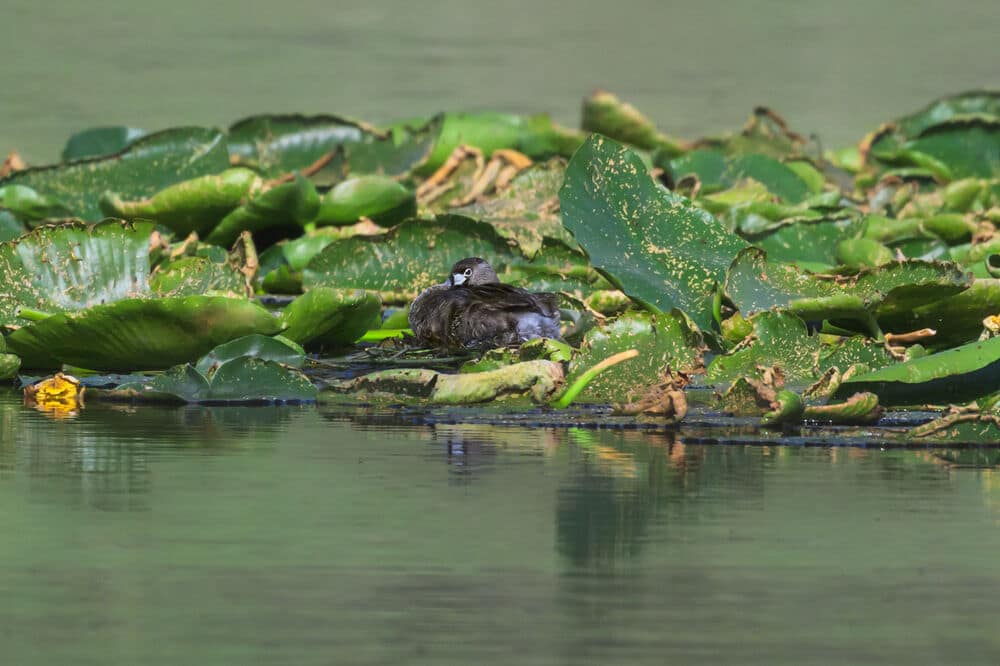 Grebe nesting in wetland vegetation