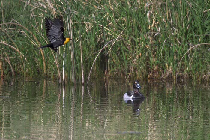 Ring-necked duck and yellow-headed blackbird at Bonaparte Meadows