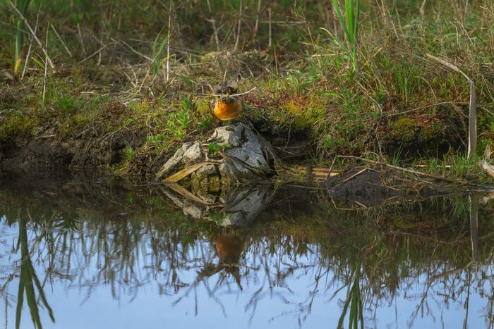 American robin at Bonaparte Meadows