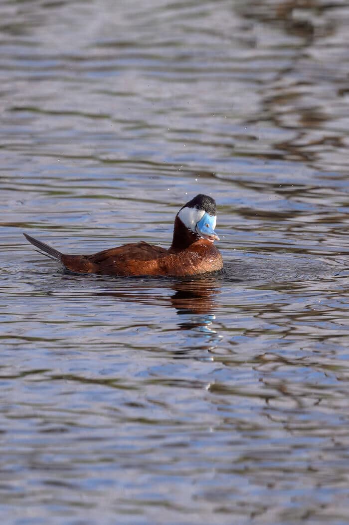 Ruddy duck at Bonaparte Meadows