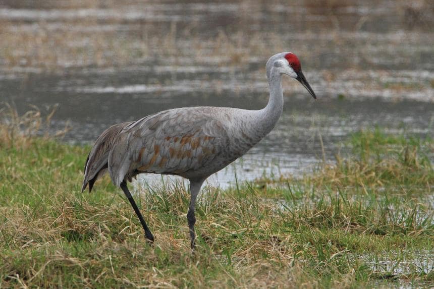 Sandhill crane
