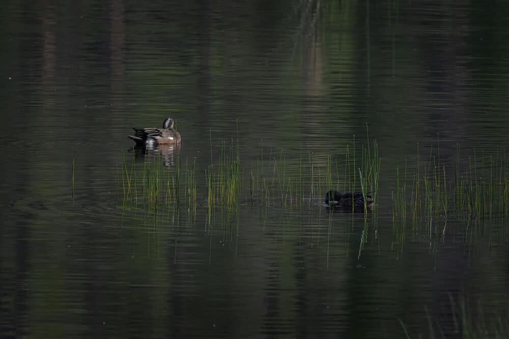 American wigeon pair at Bonaparte Meadows