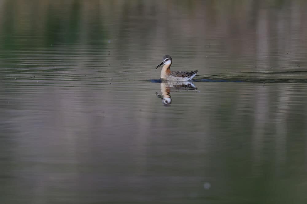 Wilson's phalarope