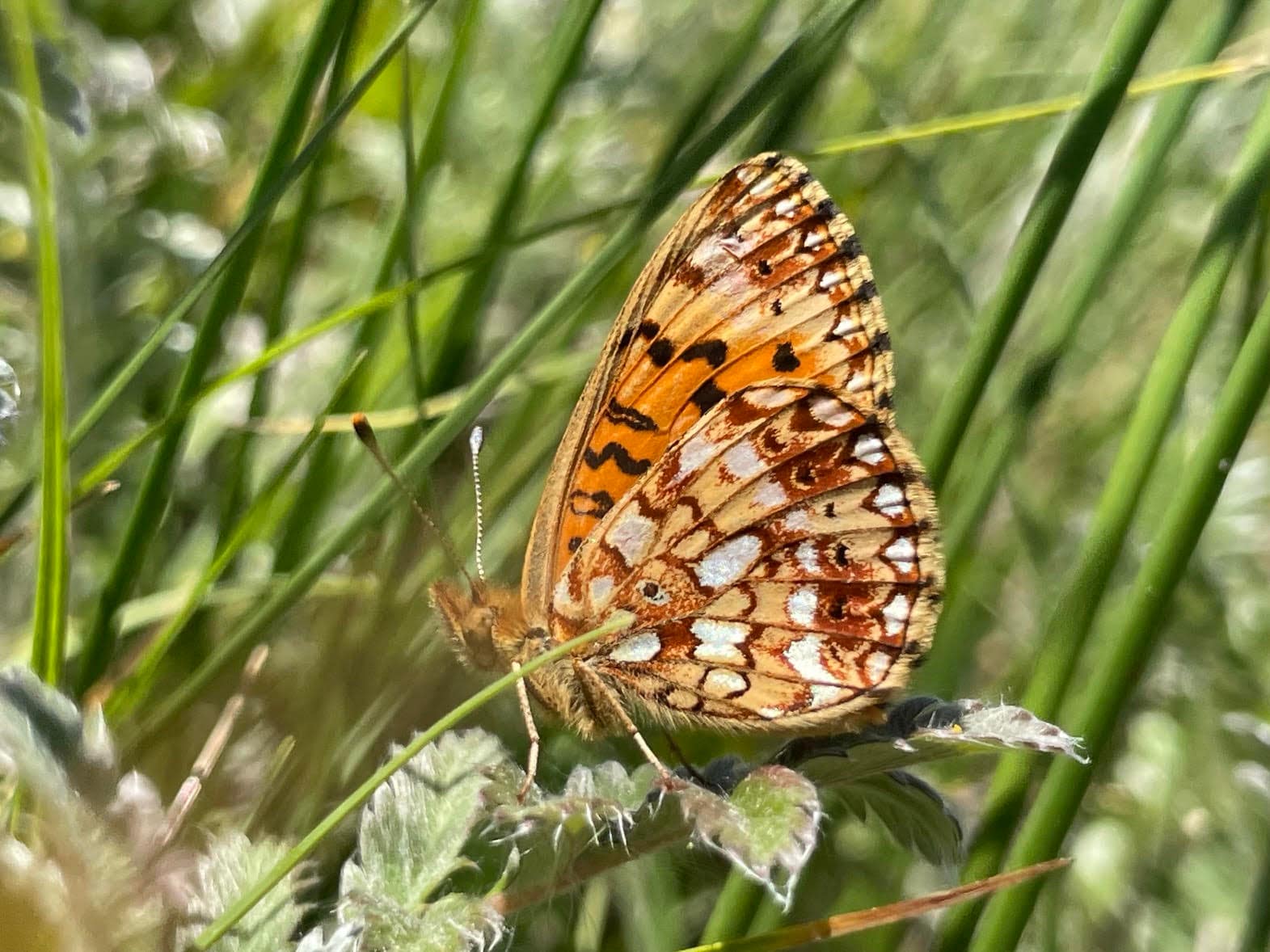 Silver-bordered Fritillary photographed near Bonaparte Creek by Cheryl Bellin